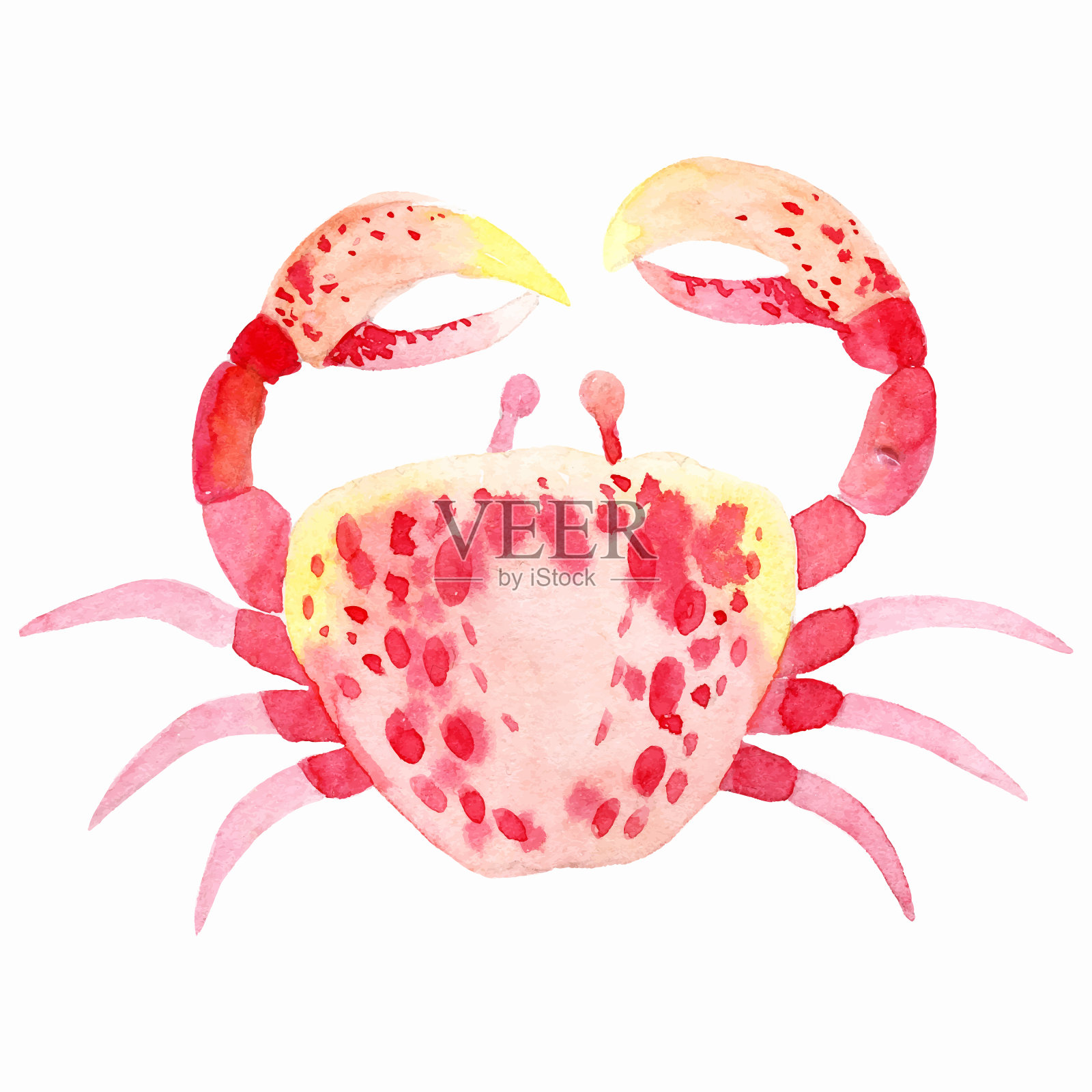 水彩螃蟹在白色的背景，矢量插图插画图片素材