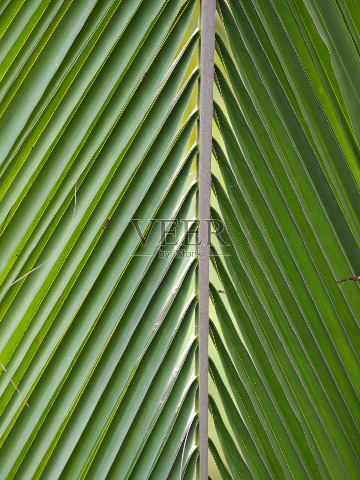 椰叶抽象图案线绿色自然背景照片摄影图片