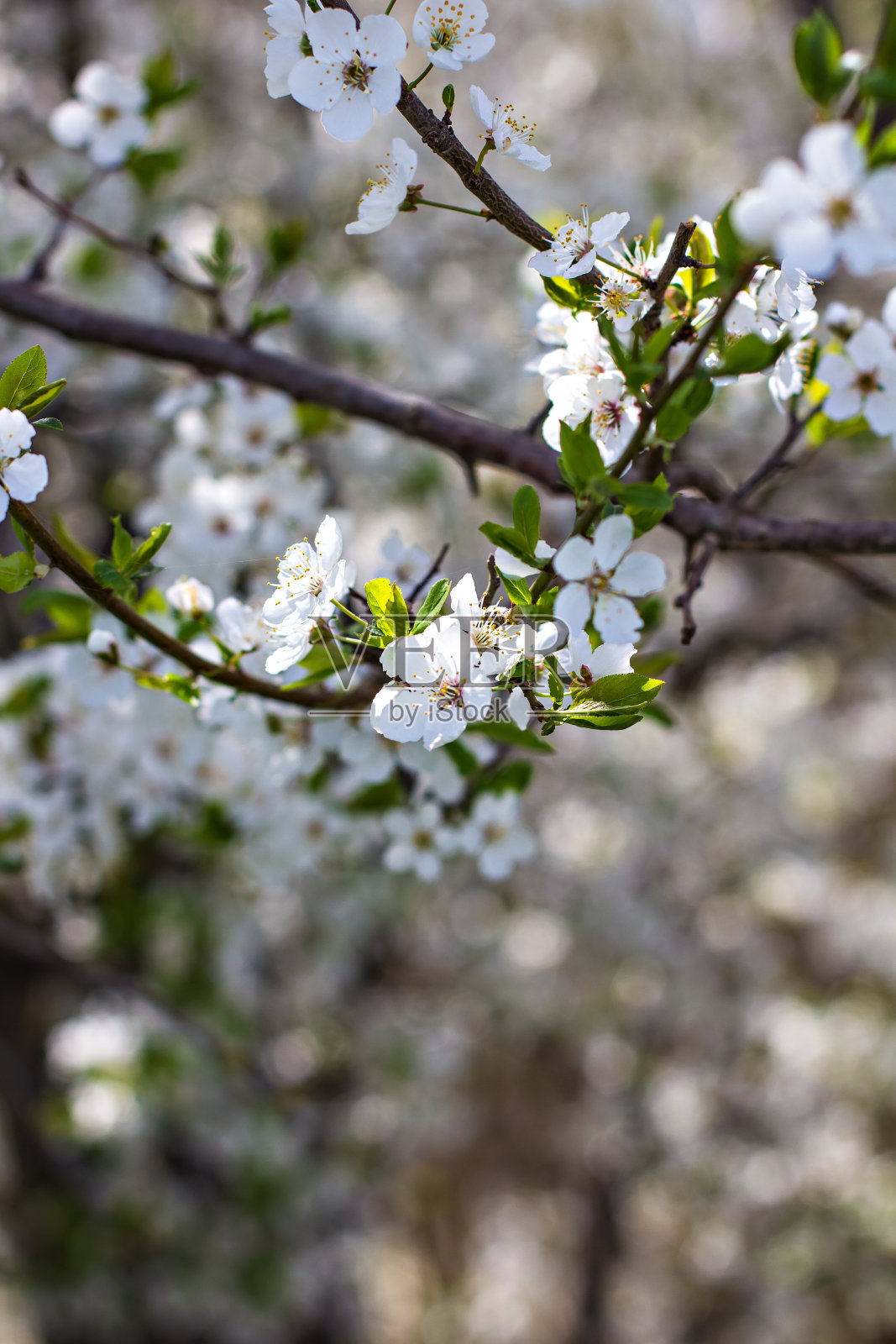 开花的树是桃。开花的树。春天的花朵照片摄影图片