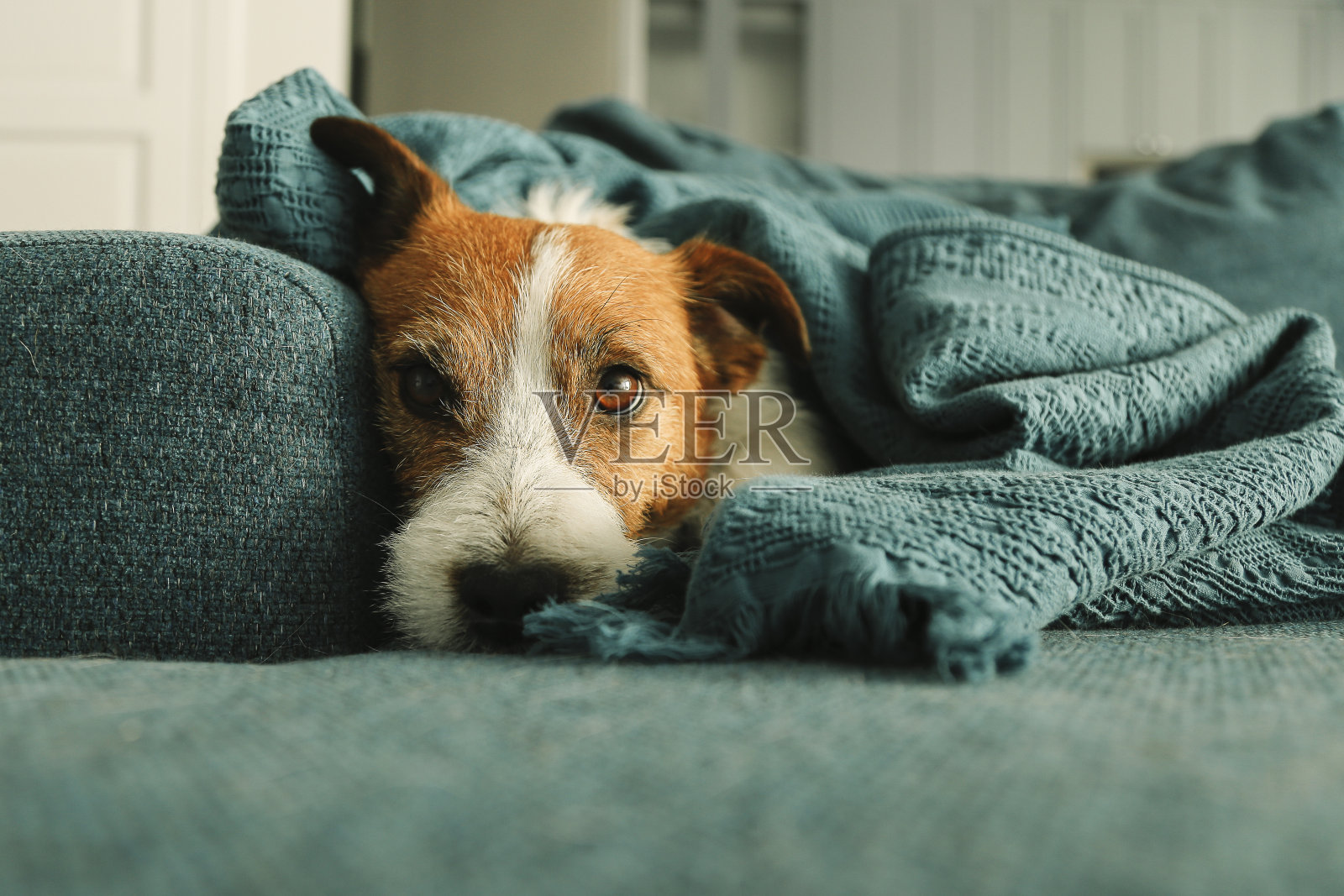 沙发上睡觉的杰克罗素狗的肖像照片摄影图片