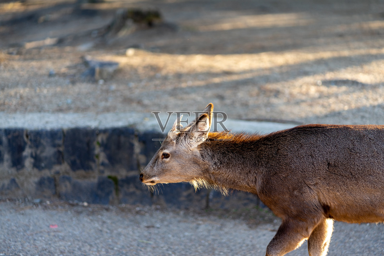 在日本著名的旅游胜地奈良公园散步的鹿照片摄影图片