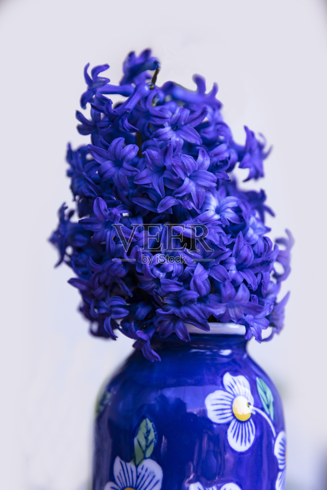 三个盛开的紫色风信子在花瓶的特写，以白色的背景照片摄影图片