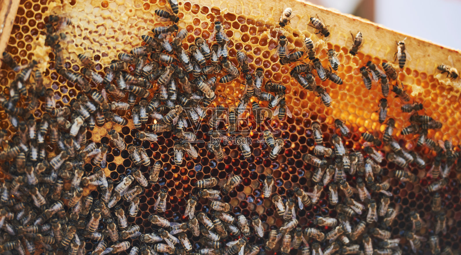 蜂房的详细视图充满了蜜蜂。养蜂的概念照片摄影图片