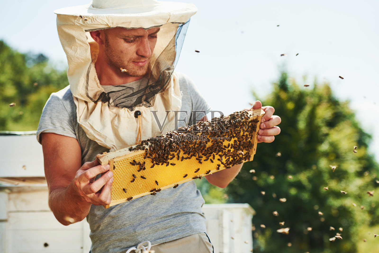 养蜂人在阳光灿烂的日子里在户外用装满蜜蜂的蜂巢工作照片摄影图片
