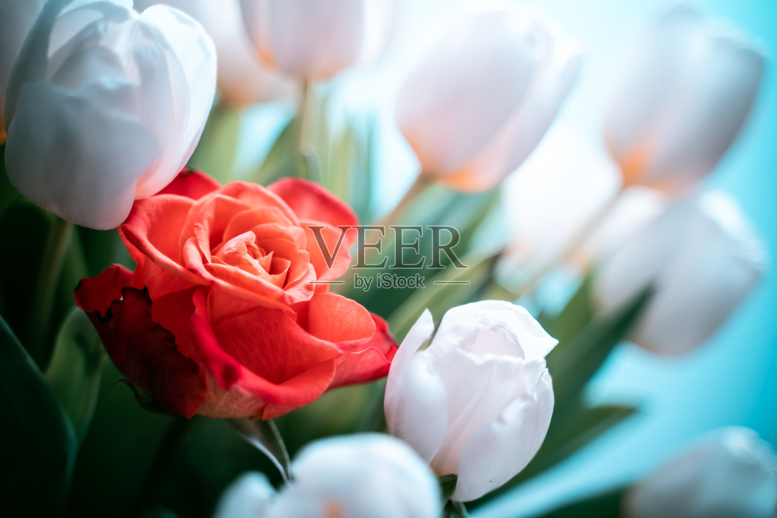 白色郁金香和红色玫瑰。个性的概念。软焦点照片摄影图片