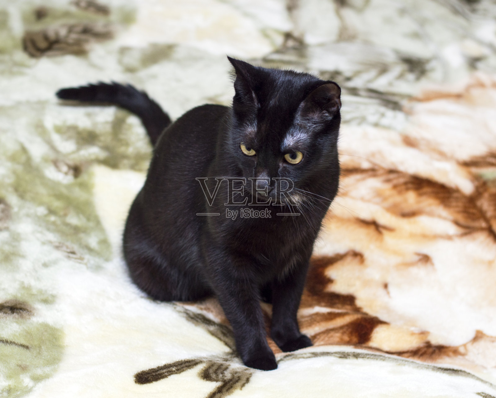 床上美丽的黑猫照片摄影图片