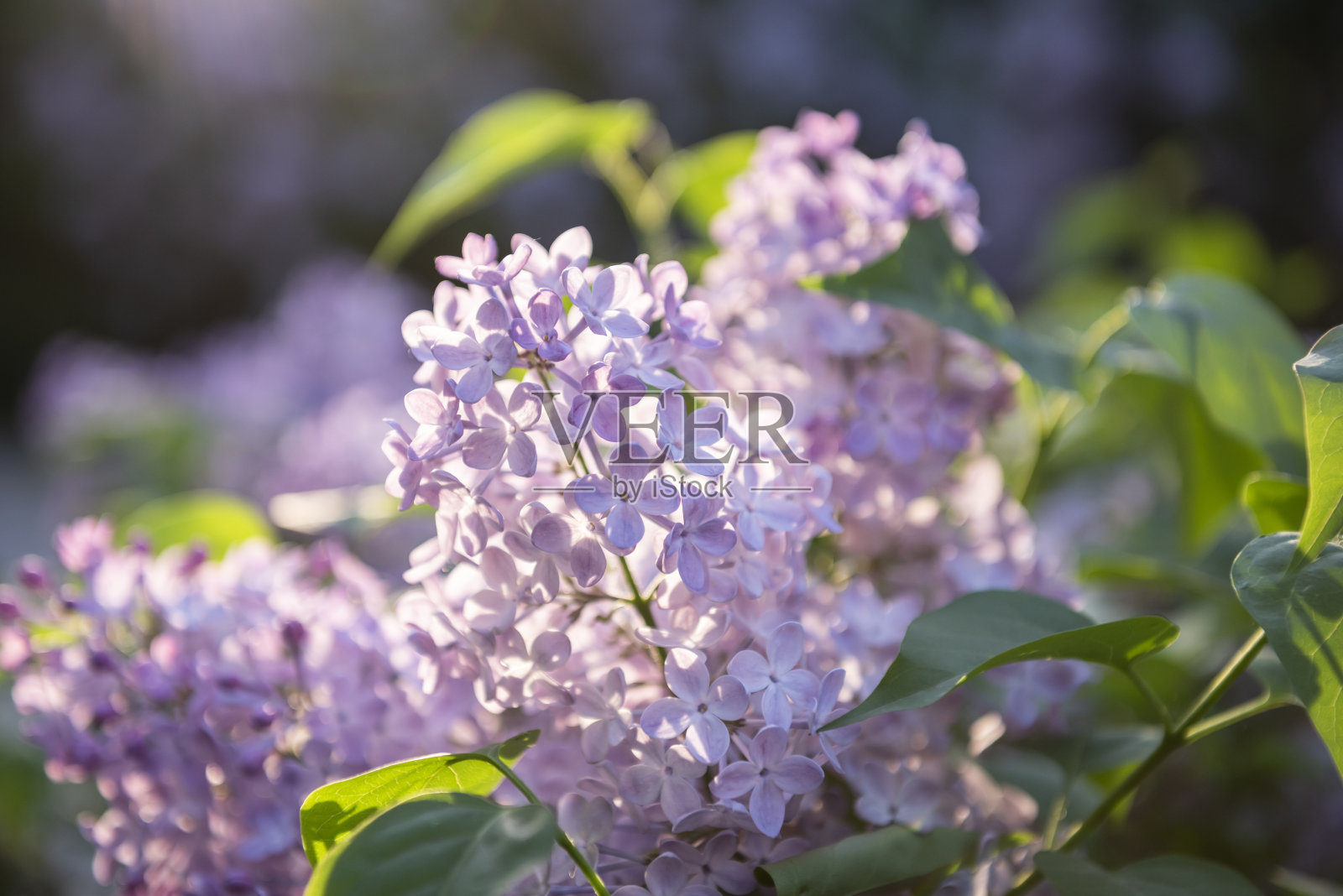 淡紫色的花。照片摄影图片