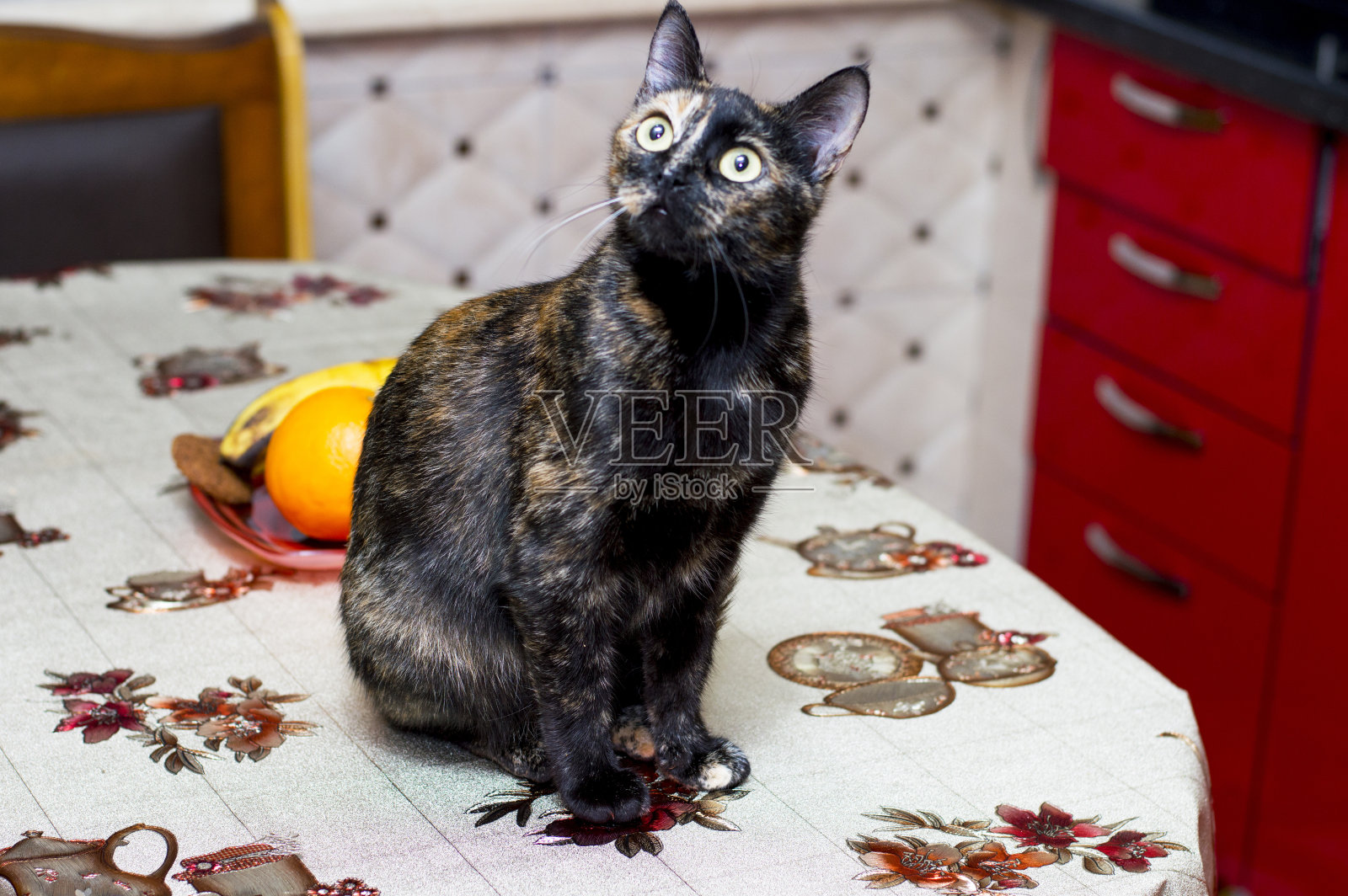 花衣猫坐在餐桌上照片摄影图片