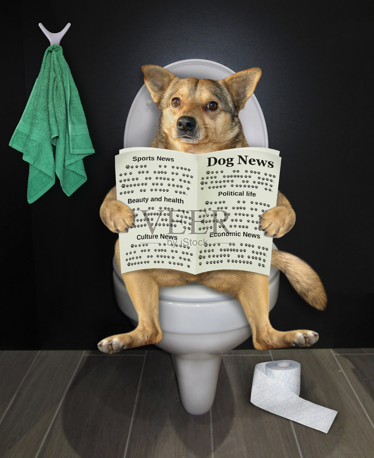 狗坐在马桶上，拿着报纸照片摄影图片