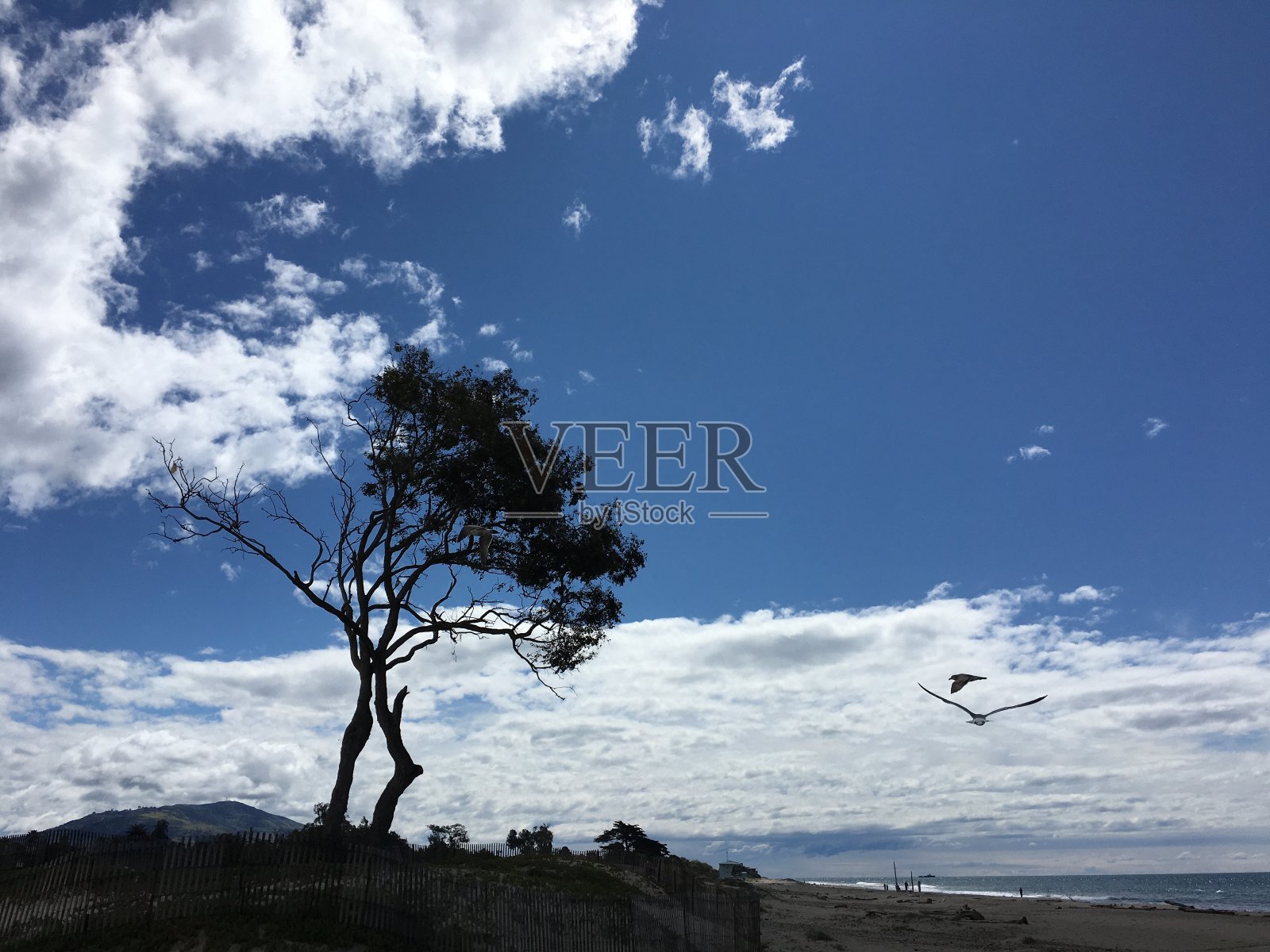树，鸟，云彩在海滩上照片摄影图片
