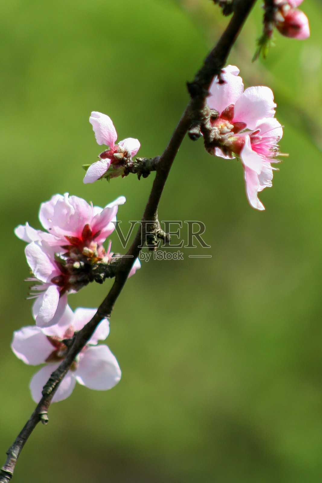 花园里桃花盛开，特写自然照片。日历或设计的抽象背景。照片摄影图片