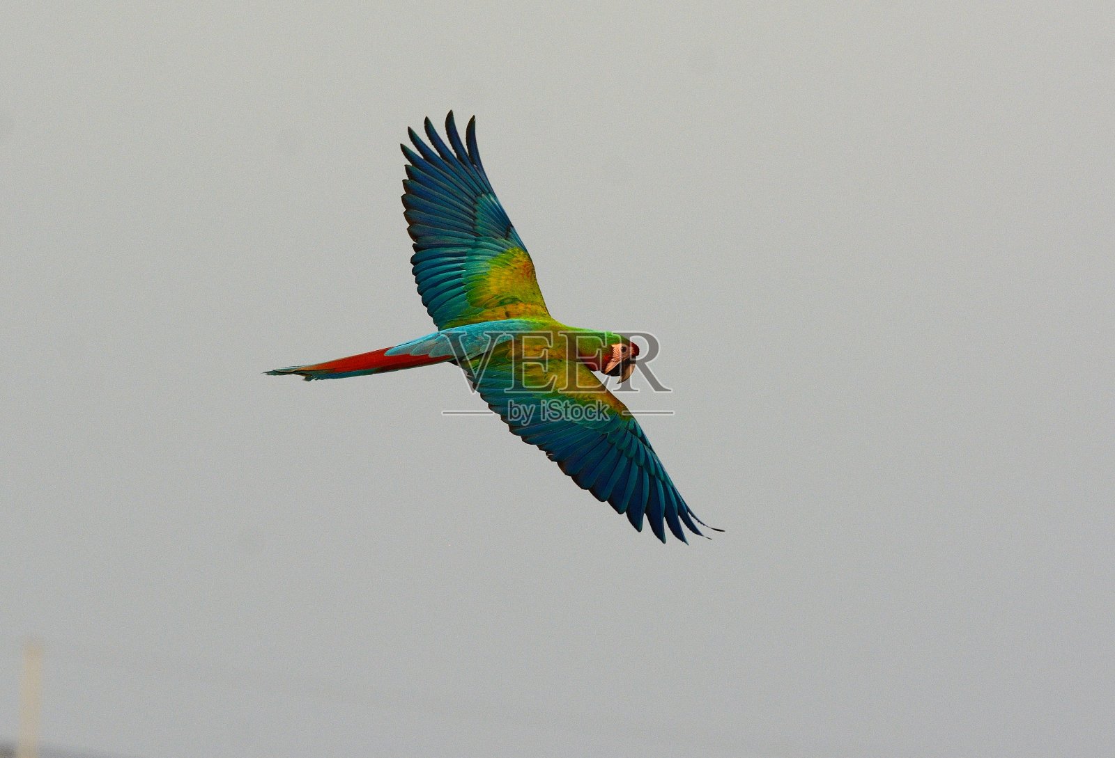 混血金刚鹦鹉自由飞翔照片摄影图片