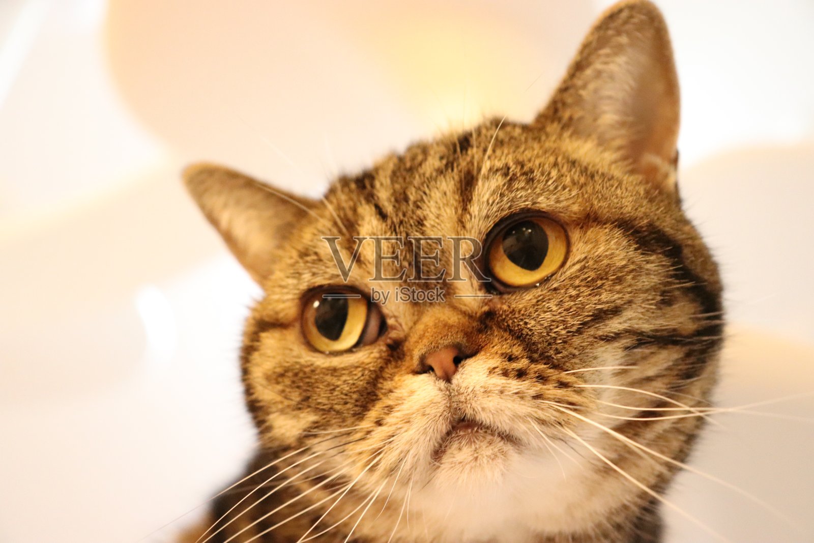 一只非常可爱的猫，带着悲伤的表情。照片摄影图片