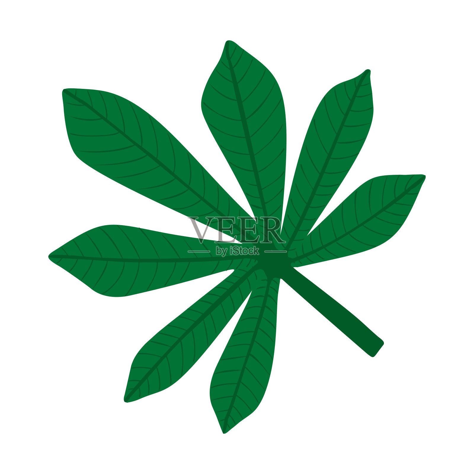 完全新鲜的叶fatsia japonica棕榈树，矢量插图孤立在白色背景。设计元素图片
