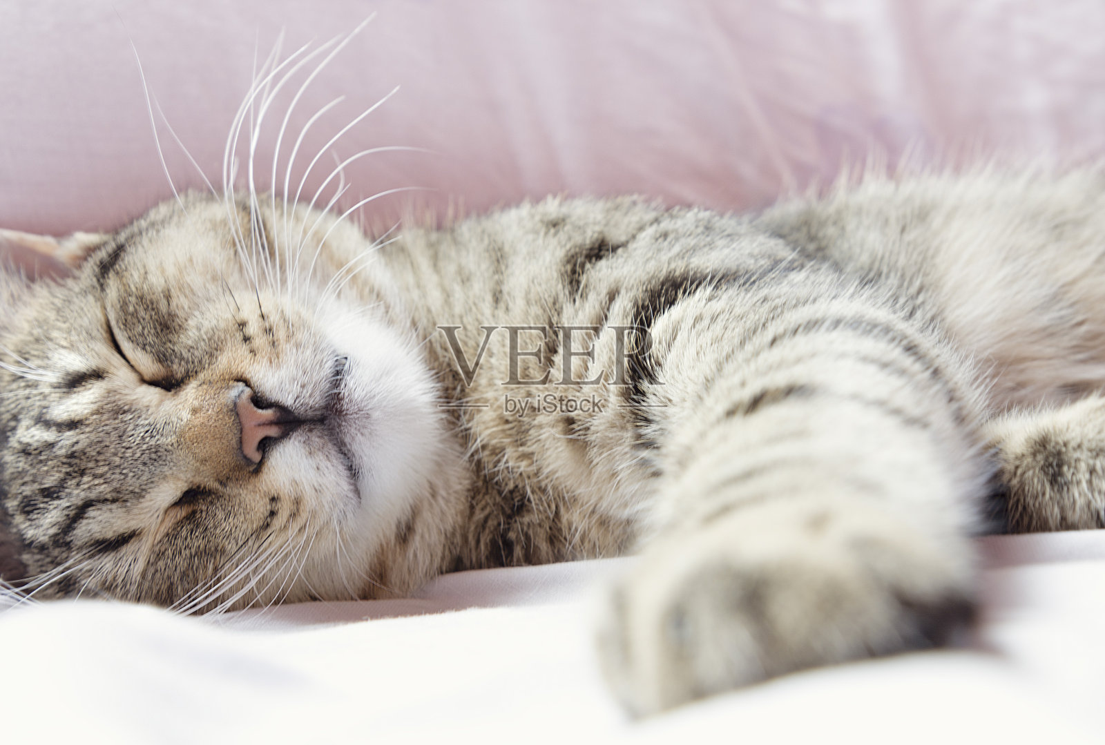 雄性家猫睡在床上。照片摄影图片