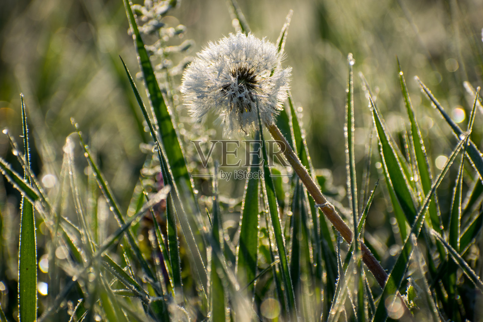 草和带露珠的蒲公英照片摄影图片