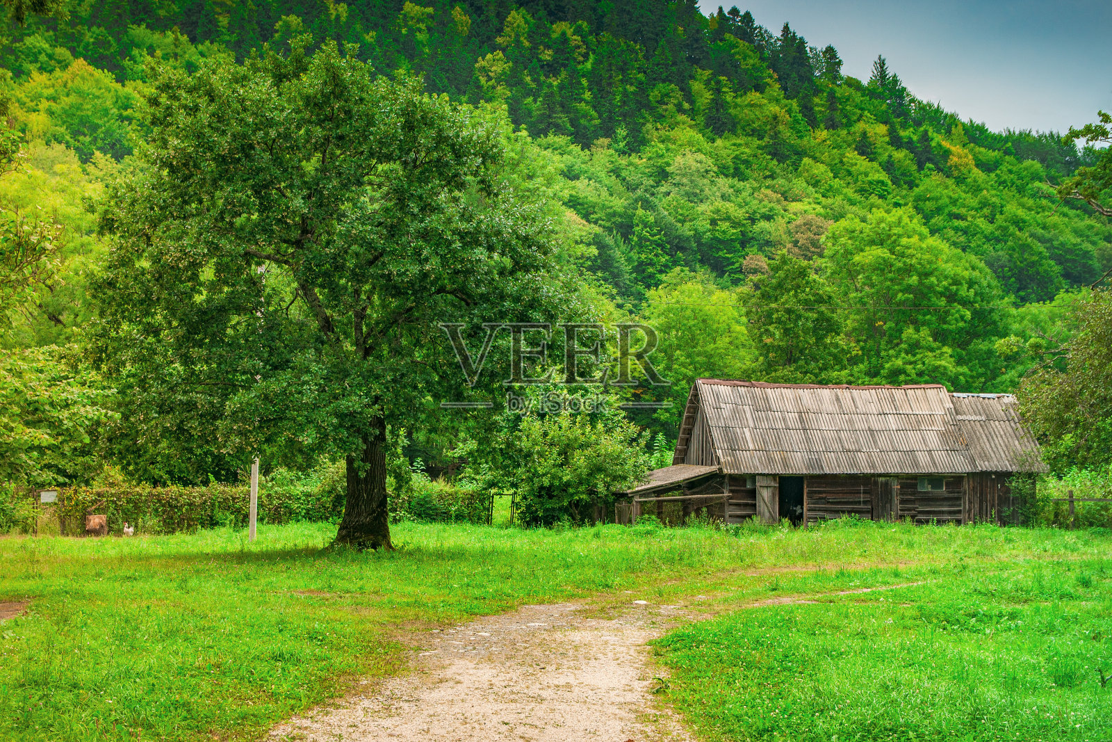 山上的森林里有一座古老的小木屋，房子附近长着一棵老橡树照片摄影图片
