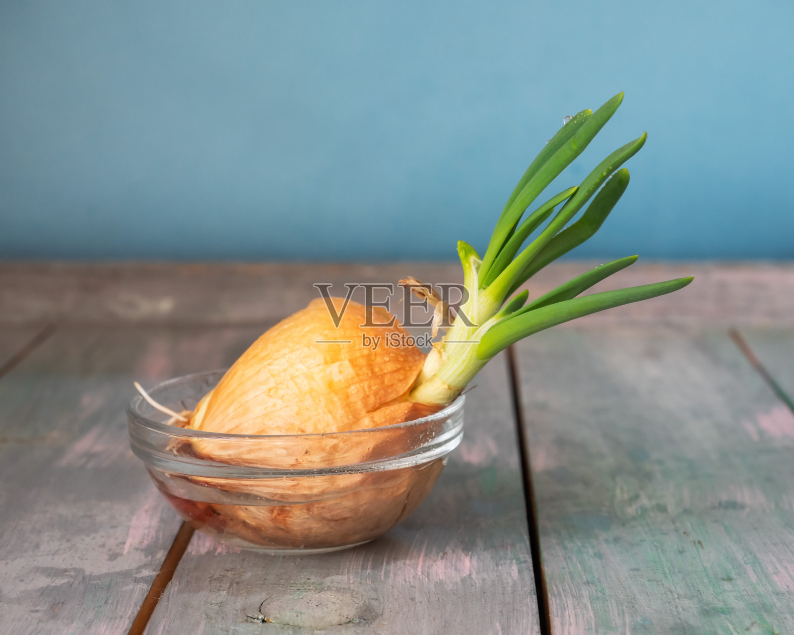 洋葱头和发芽的绿色羽毛在一个小玻璃杯和水在木桌上照片摄影图片
