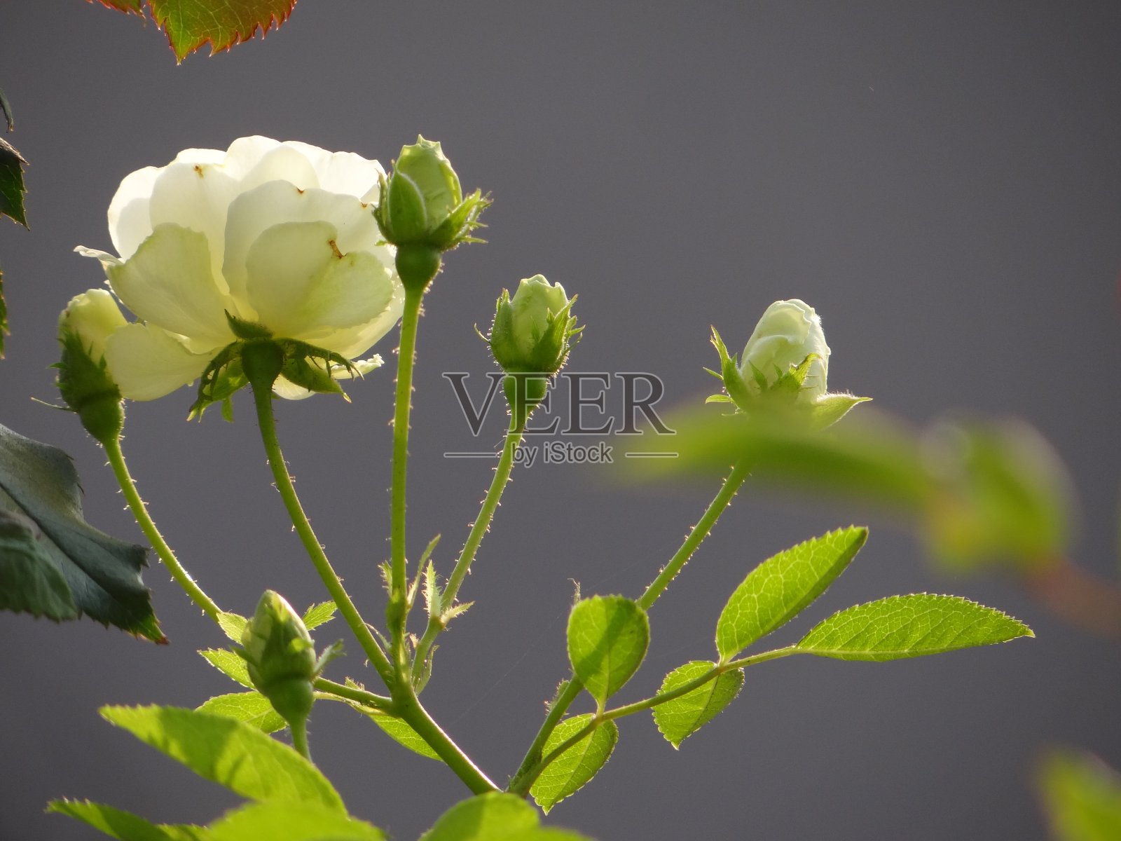 白色的玫瑰花照片摄影图片