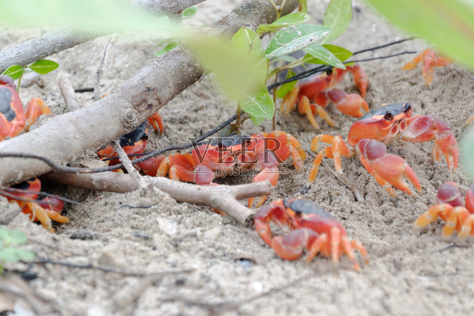 小头露蟹，以其鲜红的颜色而引人注目照片摄影图片