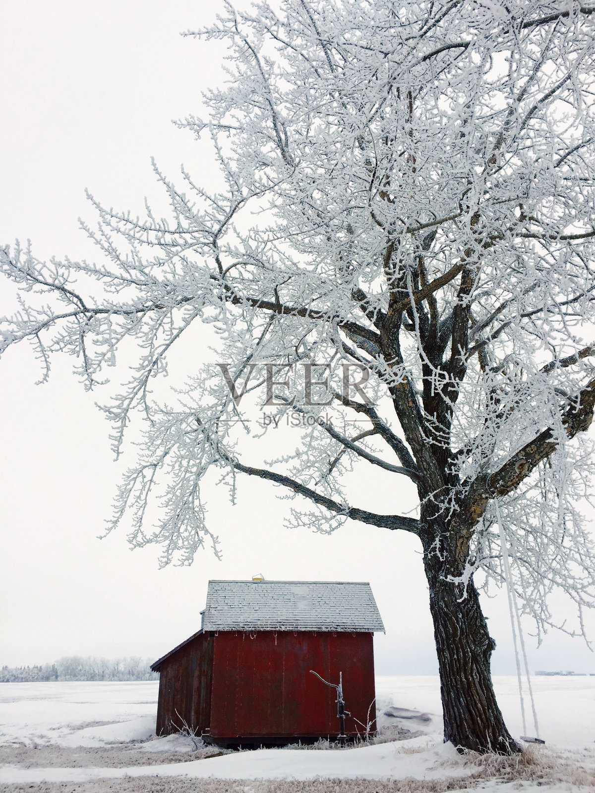老风化的谷仓在一个寒冷和霜冻的日子，勒达克县，阿尔伯塔照片摄影图片