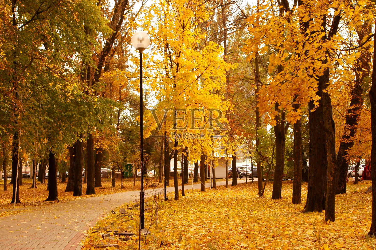 美丽的秋叶在树上。美丽的自然景观。照片摄影图片