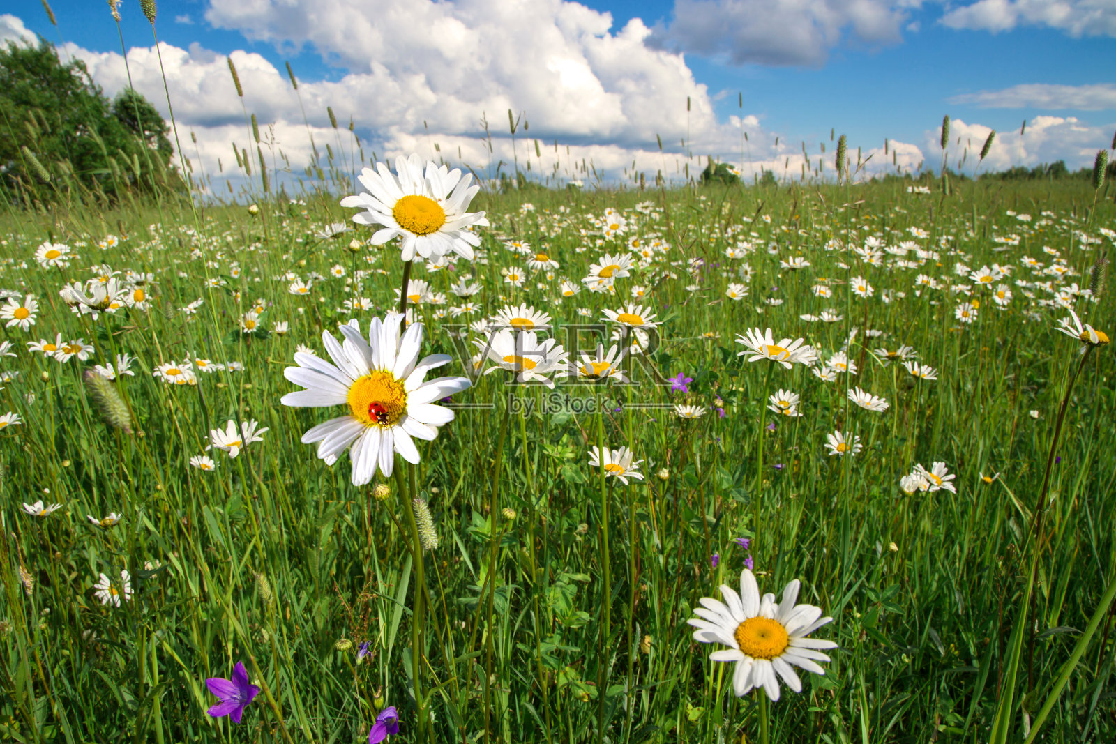绿色的田野上盛开着白色的雏菊。野生草地照片摄影图片