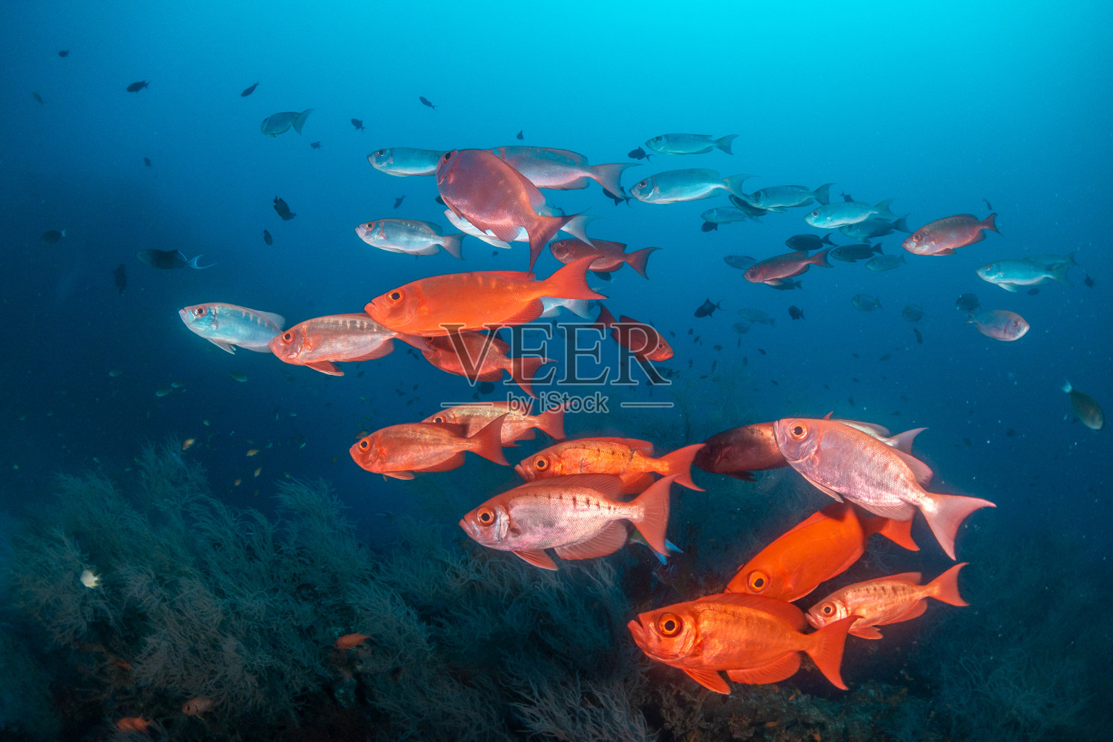一群红色的鱼在清澈的蓝色的水照片摄影图片