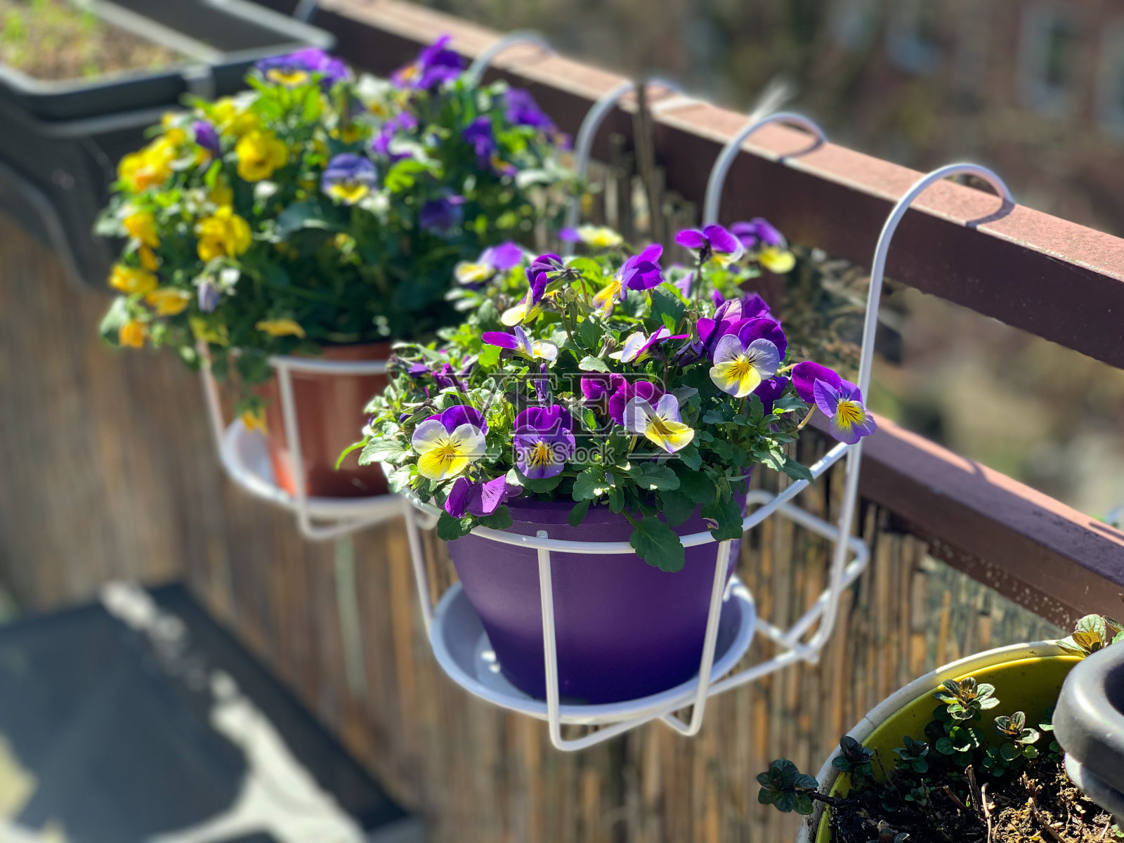 装饰花盆与盛开的紫黄色三色堇照片摄影图片