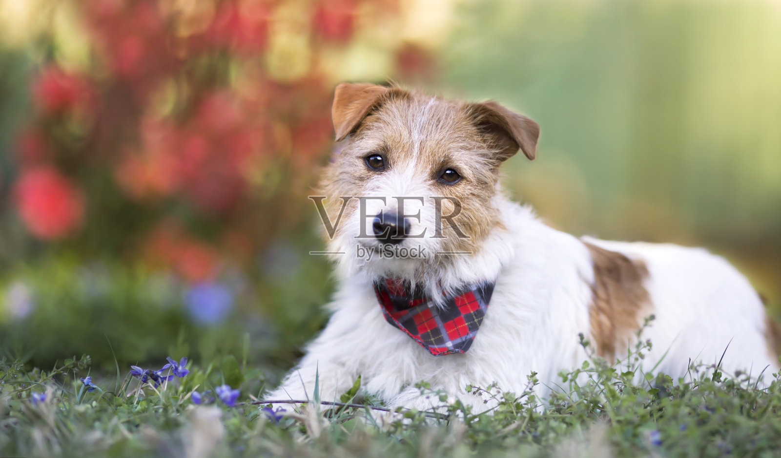可爱快乐的小宠物狗小狗在草地上笑着花照片摄影图片