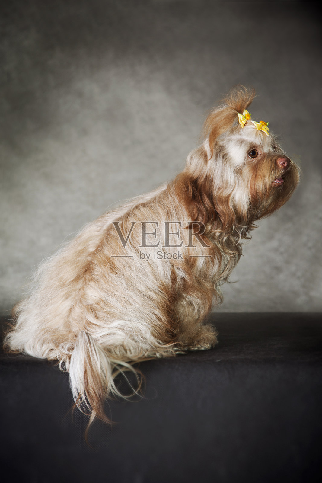 美丽的红发女俄罗斯色哈巴狗与一个黄色的弓，坐在一个深灰色的背景照片摄影图片