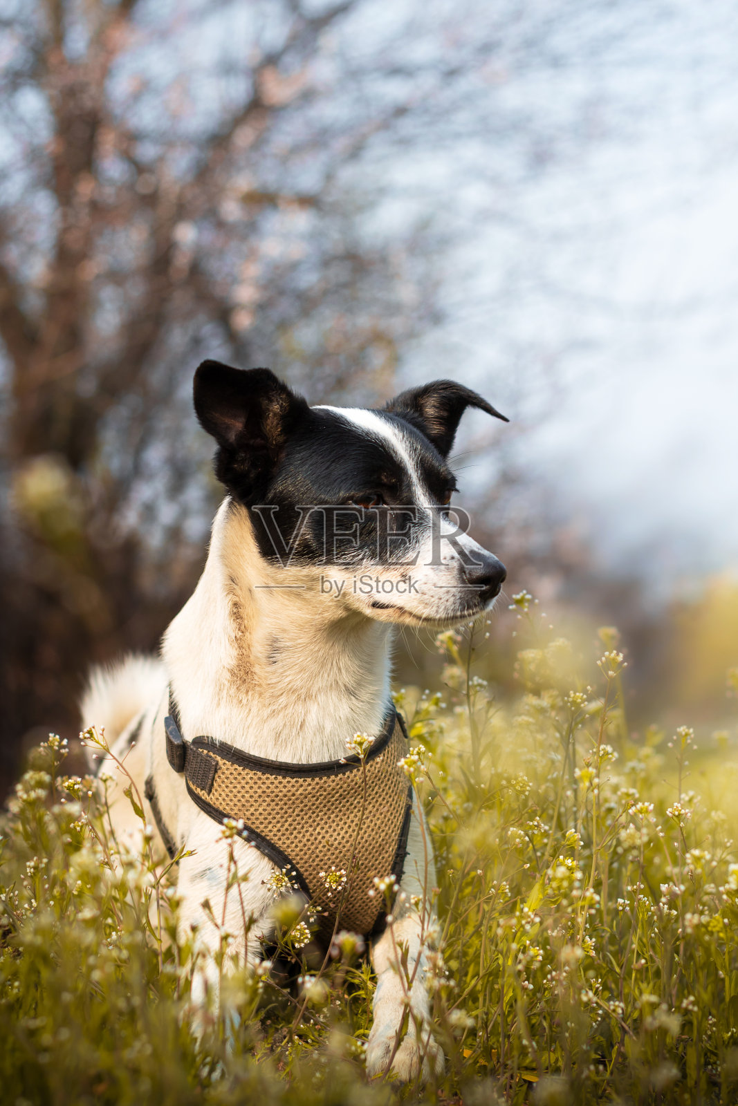 狗躺在花中，亲切的表情，动物在春天的自然肖像照片摄影图片