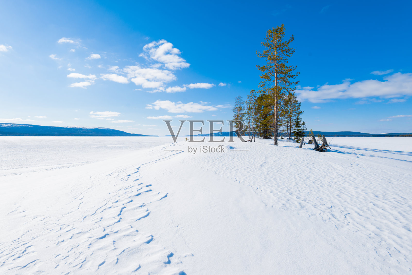 冰冻湖面的全景。山上的冷杉树特写。雪山和针叶林在背景。湛蓝的天空。科拉半岛，摩尔曼斯克地区，北极圈，卡累利阿，俄罗斯照片摄影图片