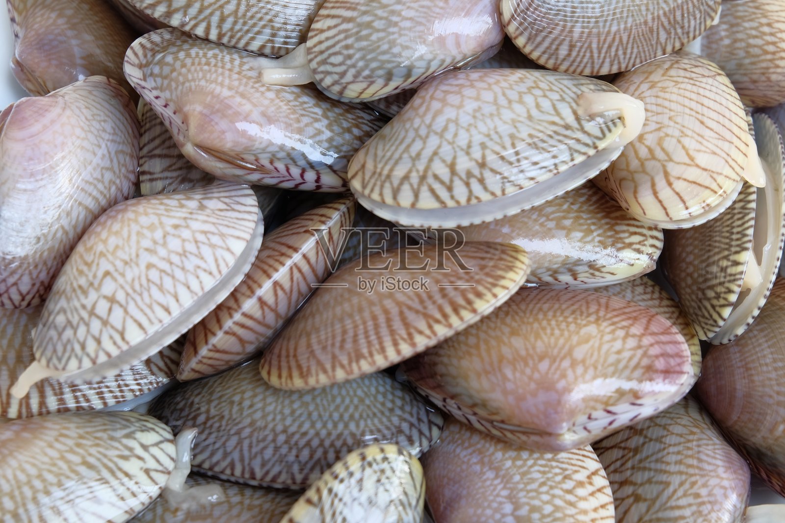 新鲜蛤蜊壳背景，生海鲜配料照片摄影图片