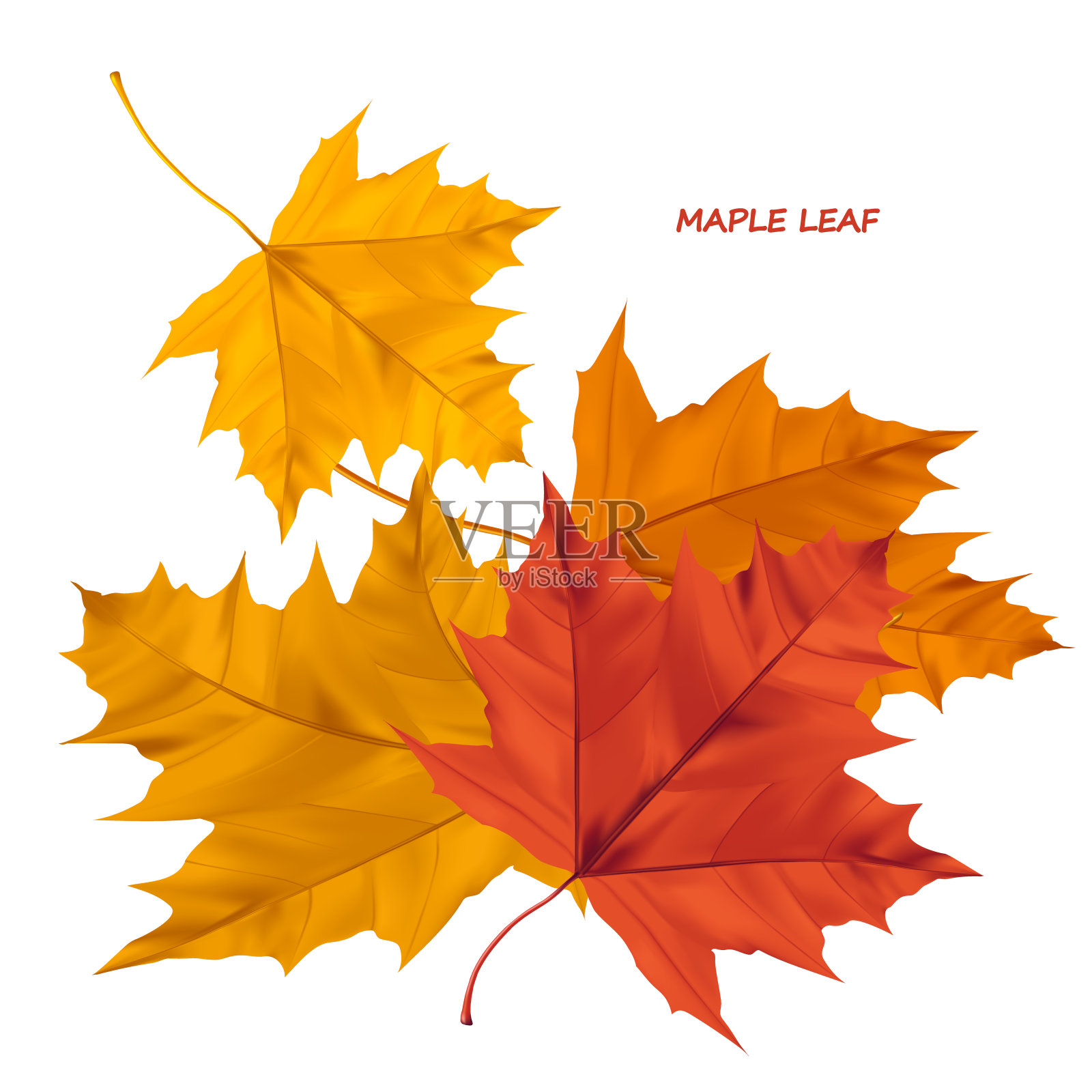 一组真实的矢量枫叶孤立在白色的背景。秋天的枫叶用来装饰贺卡、横幅和海报。设计元素图片