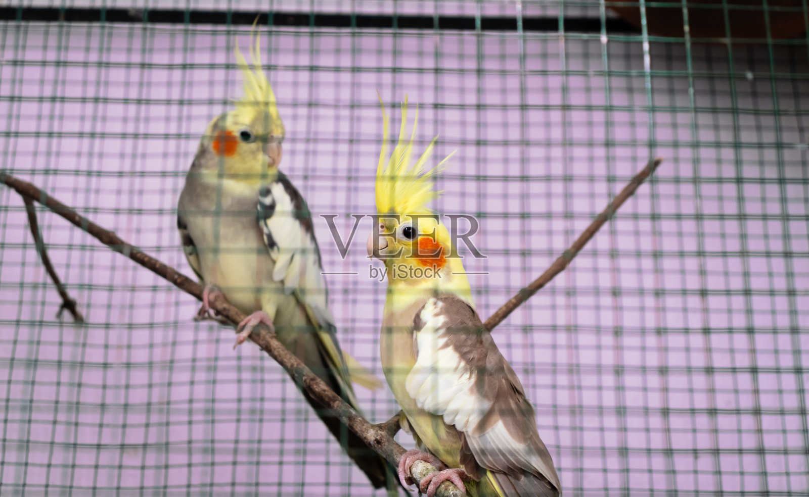 鸡尾酒鹦鹉夫妇在笼子里看着对方照片摄影图片