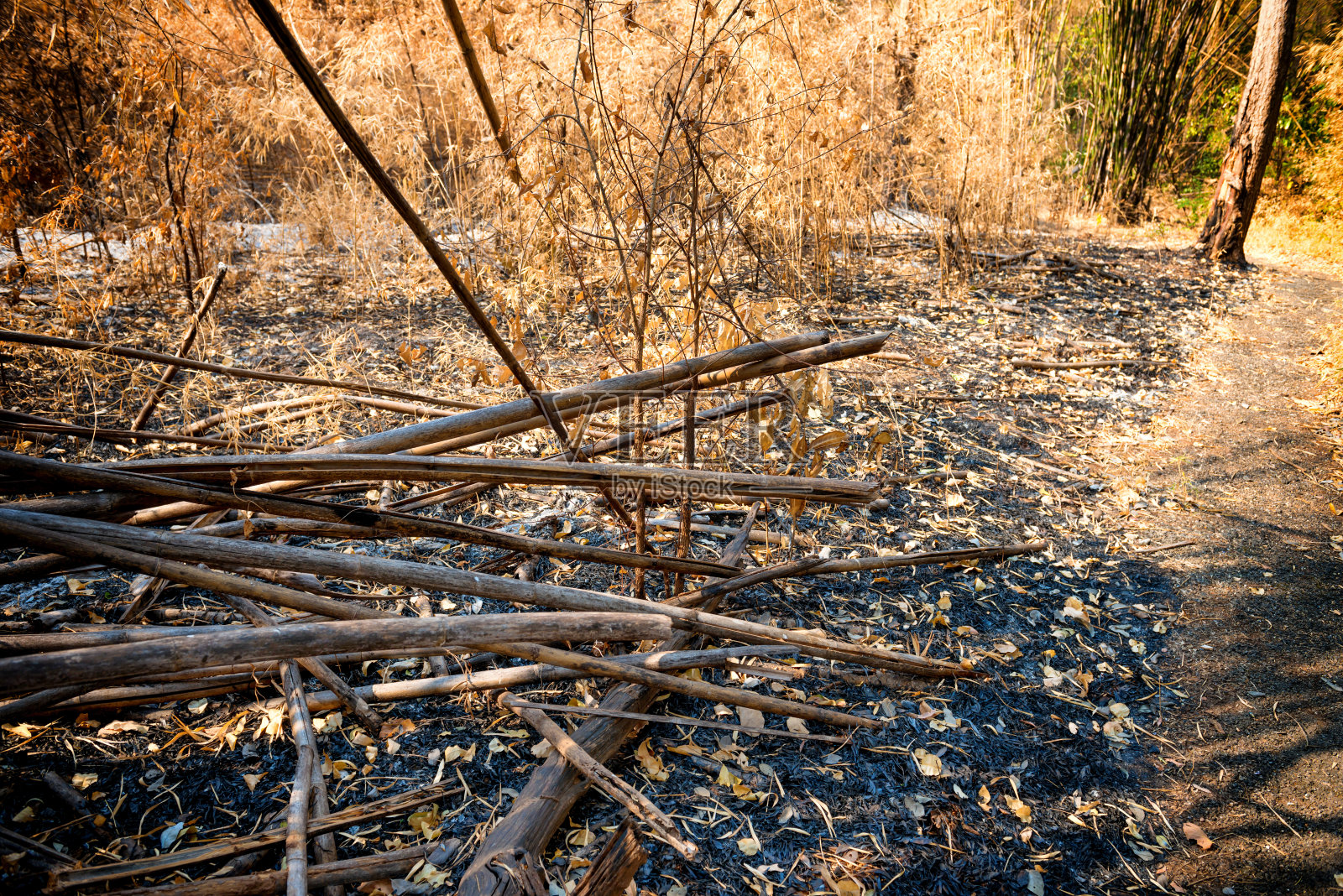 枯树和灰烬在烧焦的竹林照片摄影图片