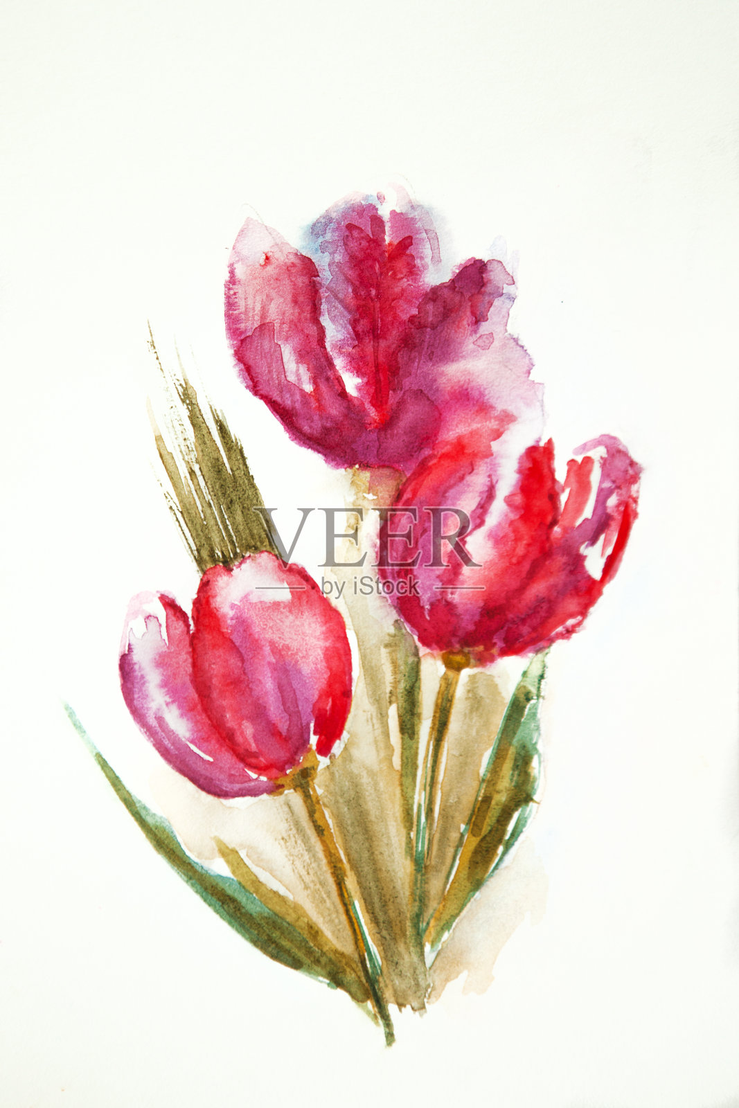 在白色背景上孤立的郁金香水彩画。红色、粉红色花朵的插图。插画图片素材