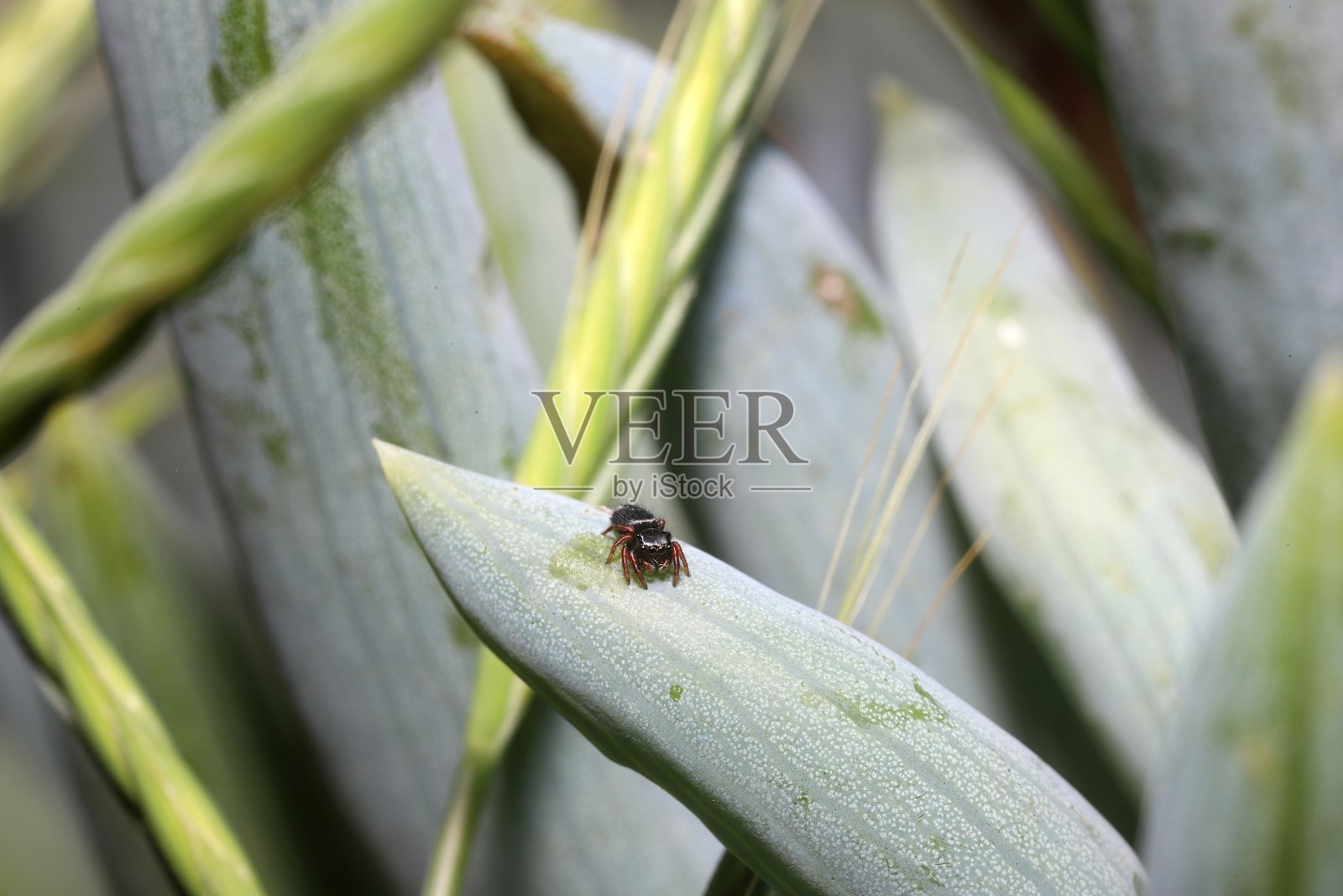 小跳蛛(跳蛛科)在冰植物上爬行照片摄影图片