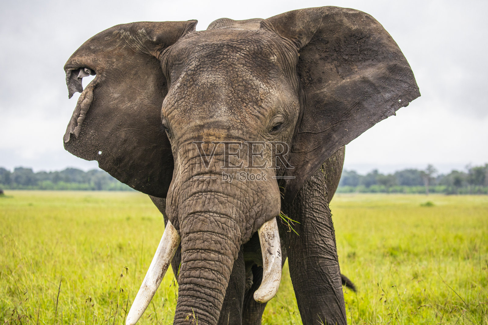 受伤的大象在南非沼泽地吃新鲜的绿草。照片摄影图片