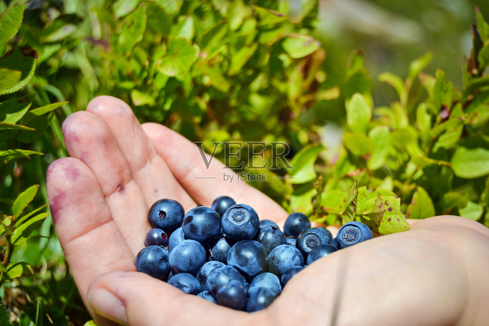 一把新鲜多汁的野生蓝莓。意大利阿尔卑斯山。照片摄影图片