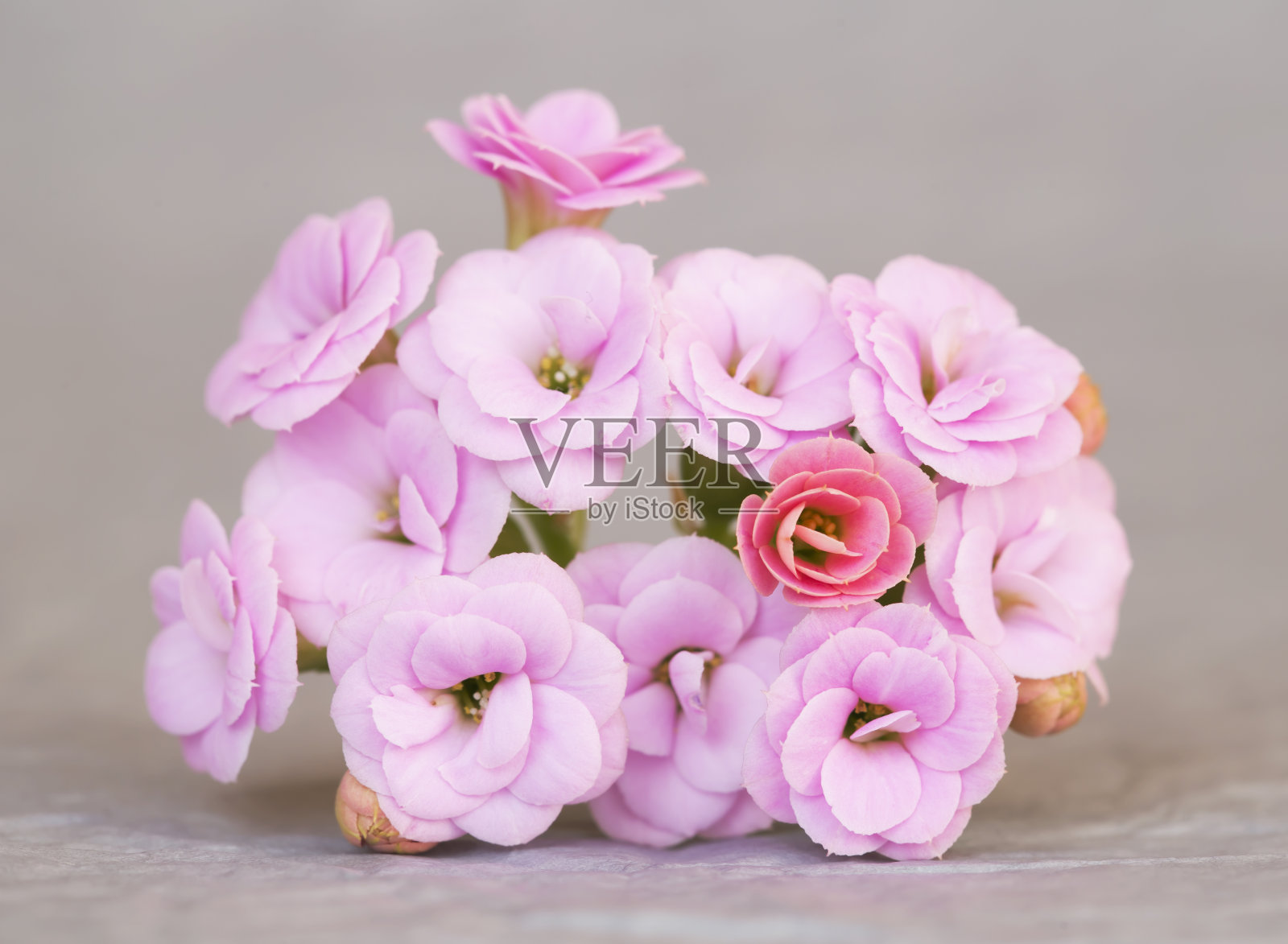 夏天，春天的概念，粉红色的花在灰色的背景照片摄影图片
