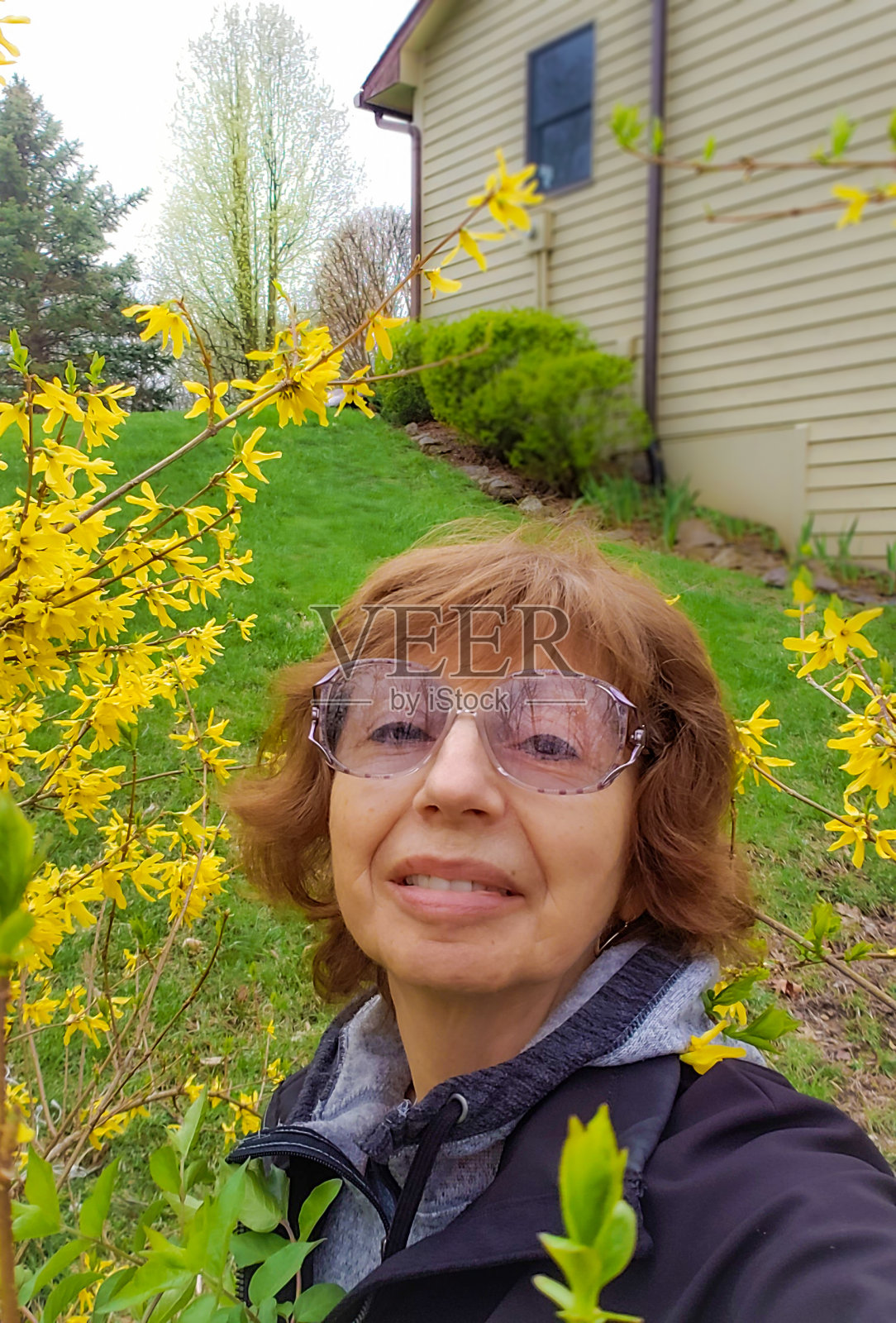 一名老年妇女在春天与盛开的连翘花丛自拍照片摄影图片