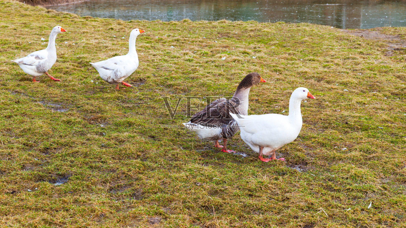 白色和棕色的鹅在草地上行走照片摄影图片
