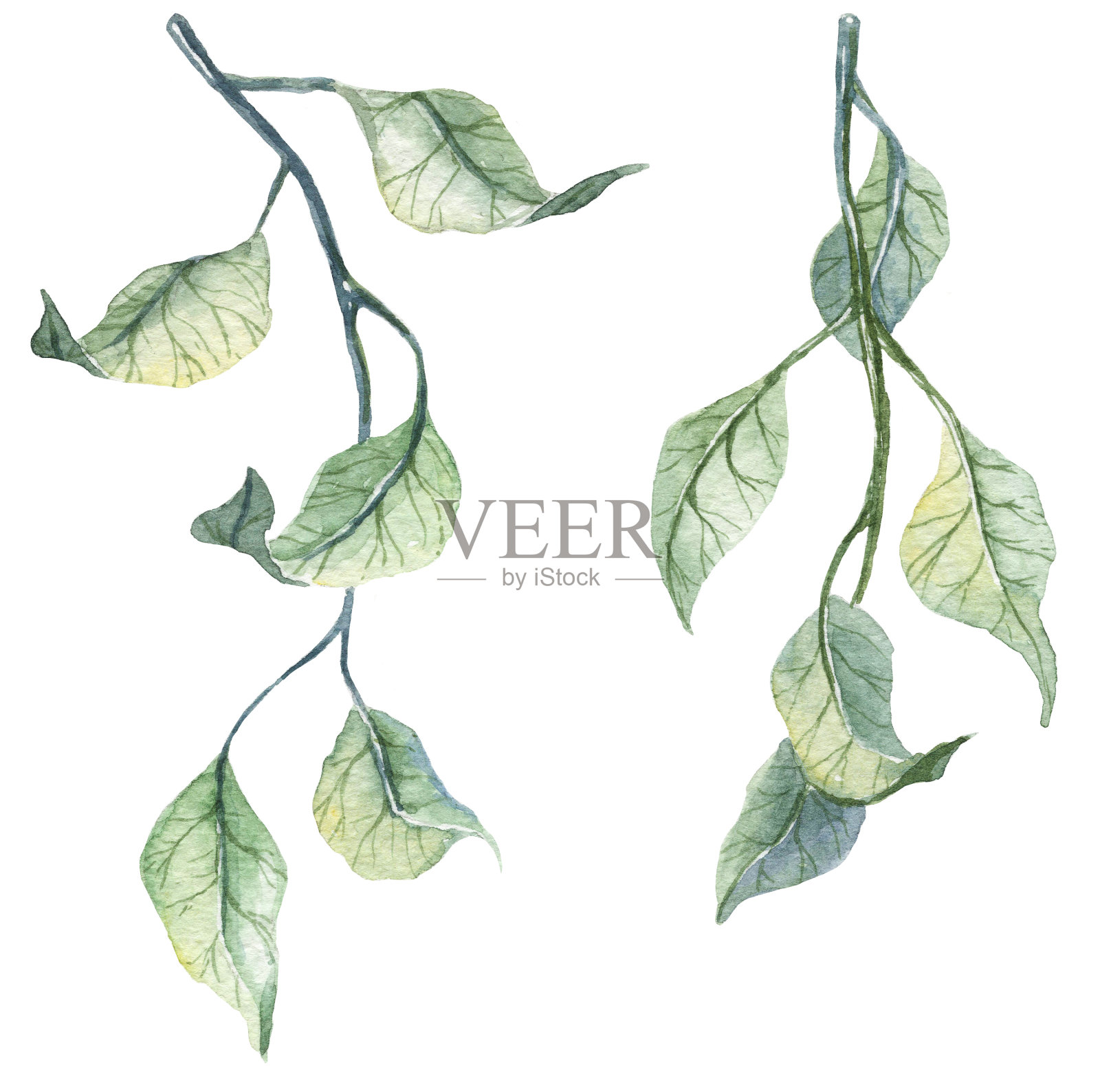 一套水彩手绘细枝与树叶。植物插图设计元素图片