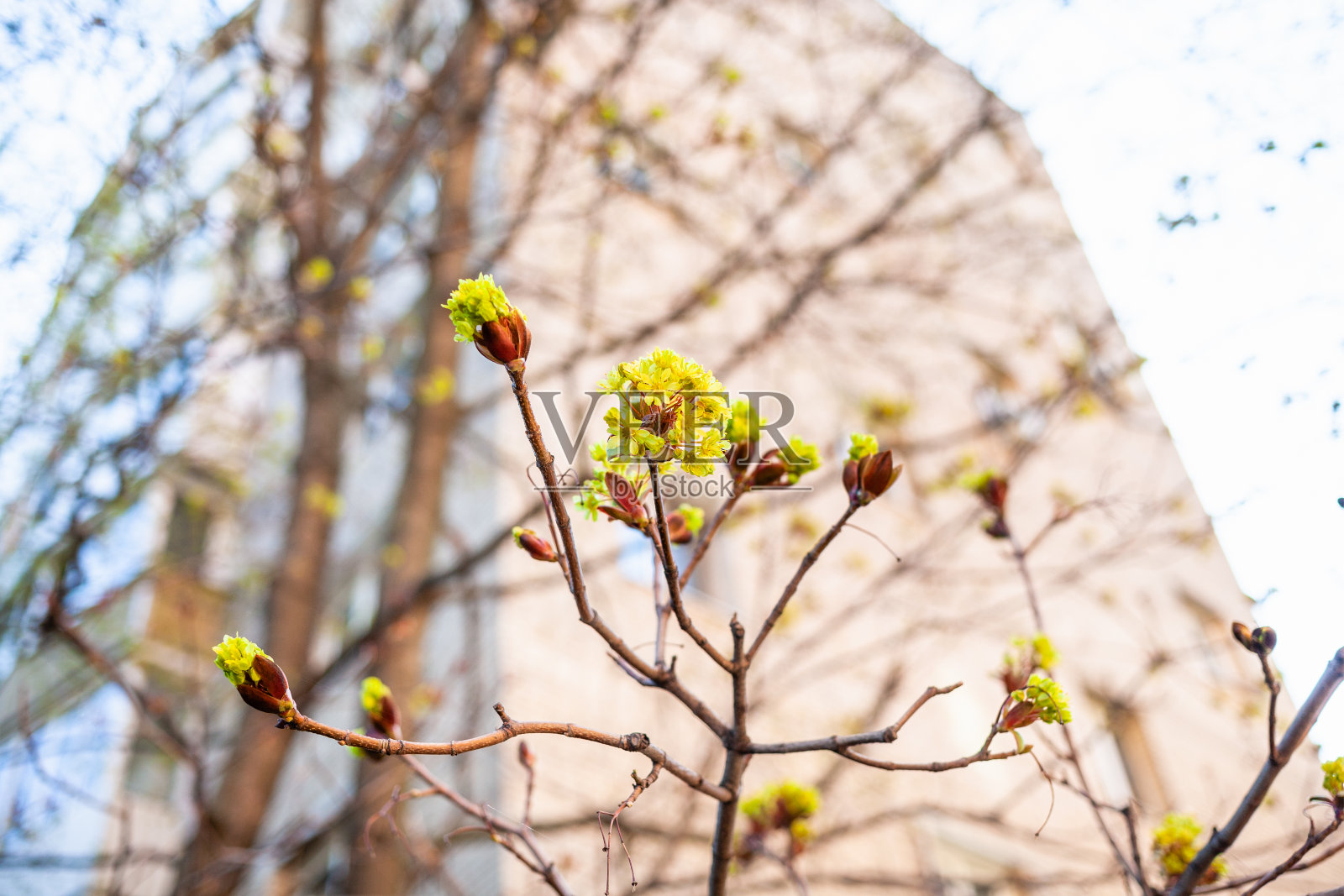 枫树的花朵特写和房子在春天照片摄影图片