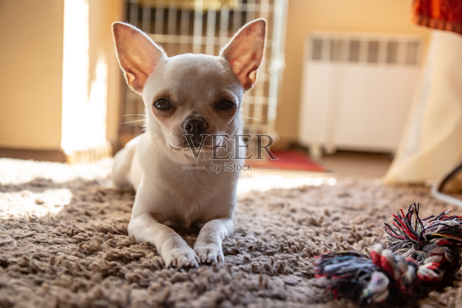 一只奶油色的吉娃娃狗躺在公寓的地毯上，一边晒太阳，一边看着看客。水平方向照片摄影图片
