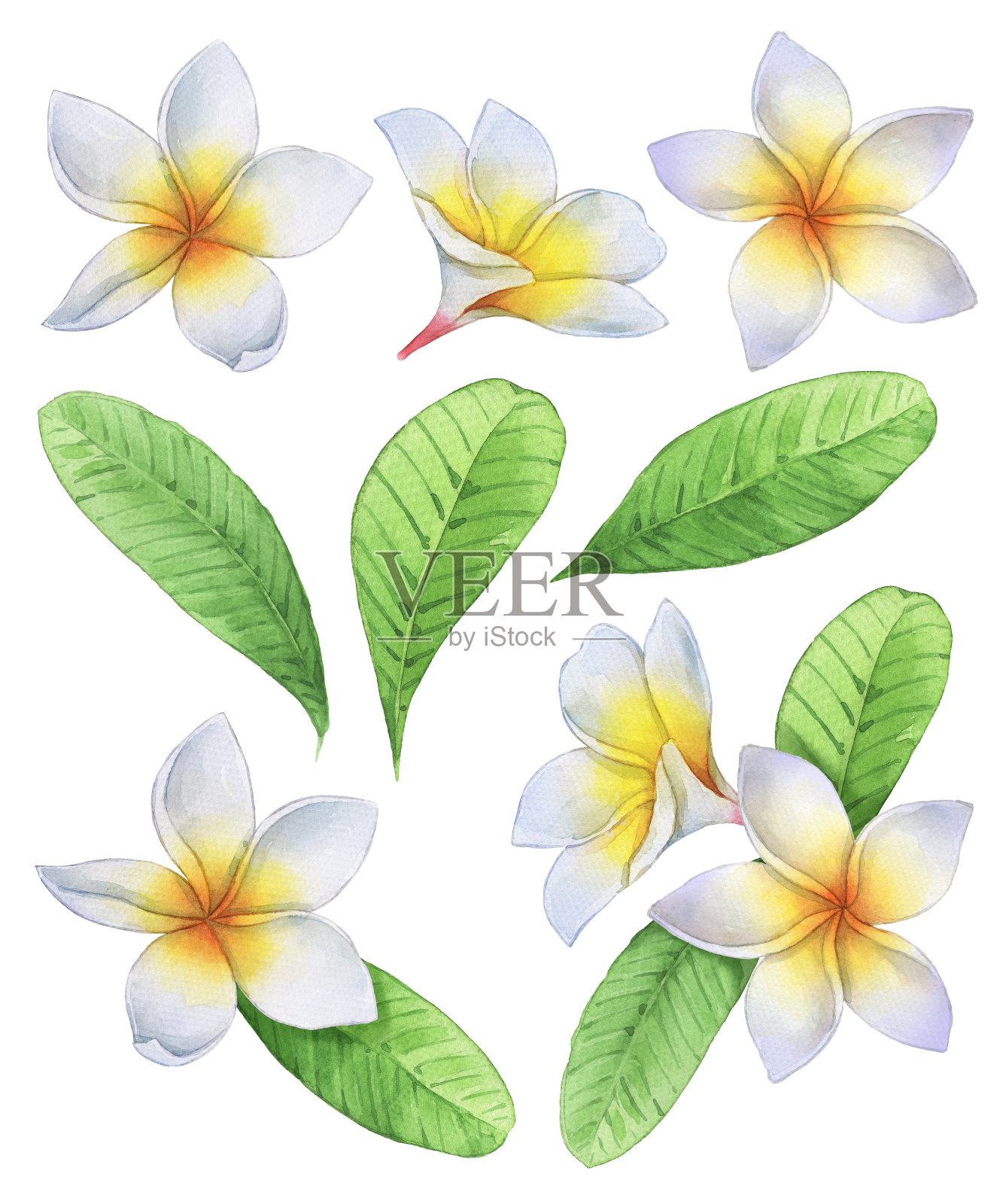 Plumeria&Leaves水彩插画图片素材
