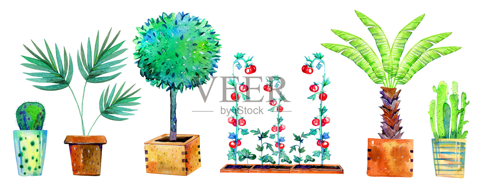 在花盆中放置不同的植物，棕榈树，树木。手绘水彩素描插图孤立的白色背景插画图片素材