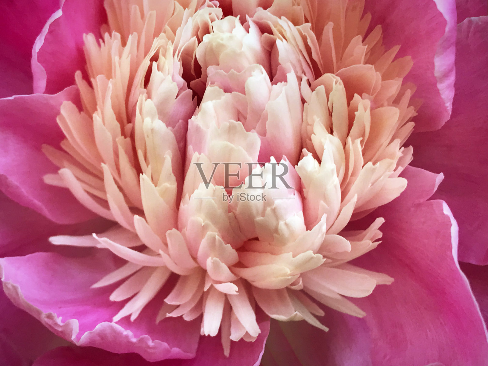 春天的粉红牡丹花特写照片摄影图片